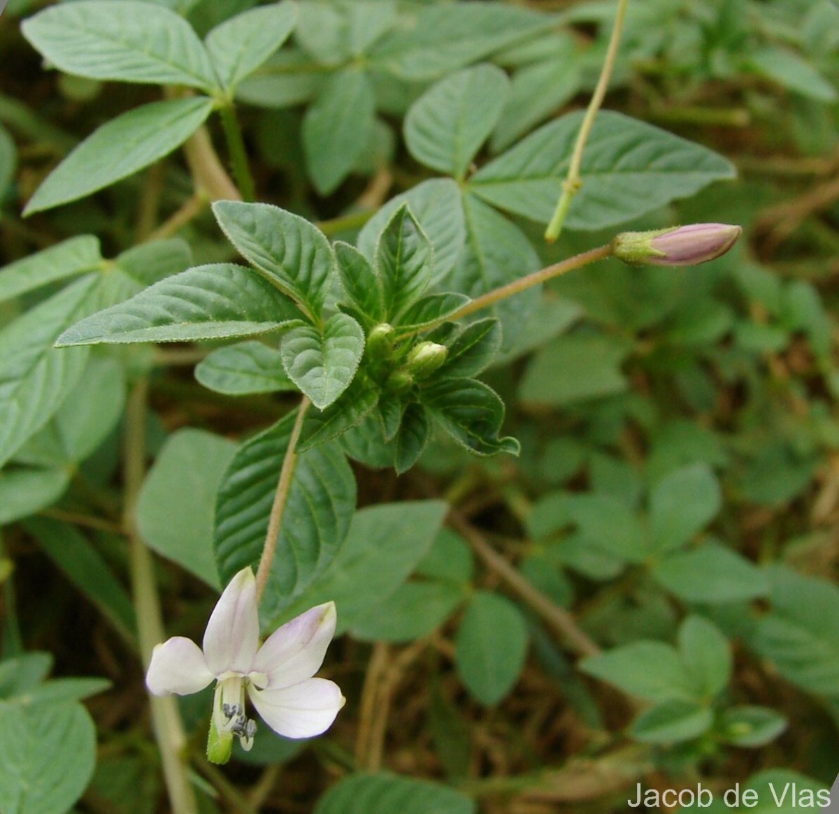 Cleome rutidosperma var. burmanni (Wight & Arn.) Siddiqui & S.N.Dixit